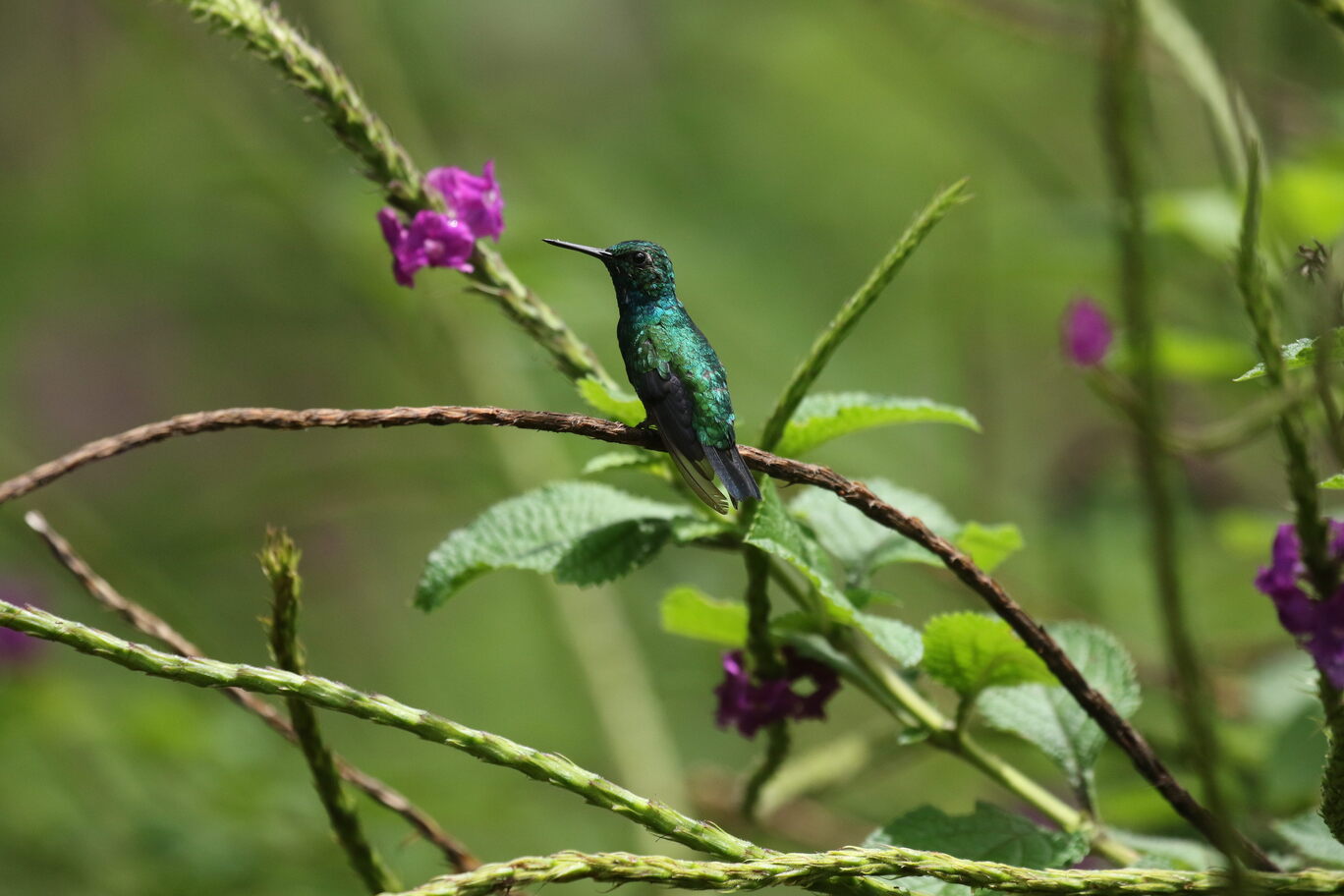 BLUE-TAILED EMERALD